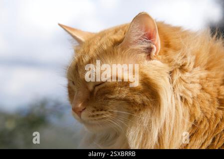 Seltene schöne flauschige Ingwer Tabby Weibchen langhaarig Stockfoto