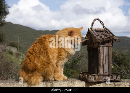 Seltene schöne flauschige Ingwer Tabby Weibchen langhaarig Stockfoto