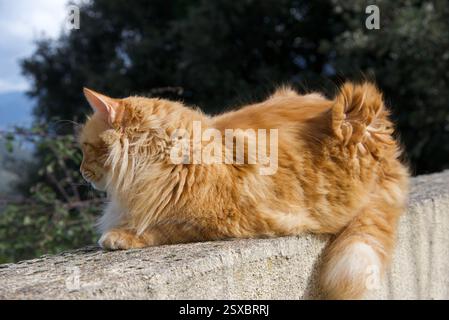 Seltene schöne flauschige Ingwer Tabby Weibchen langhaarig Stockfoto