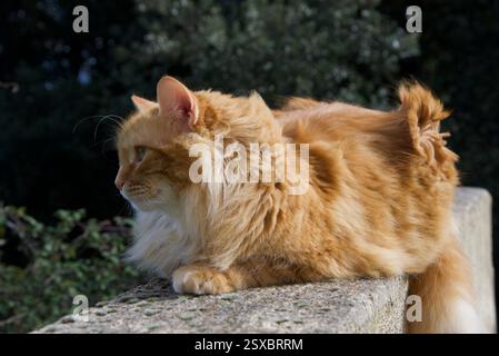 Seltene schöne flauschige Ingwer Tabby Weibchen langhaarig Stockfoto