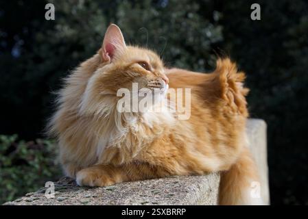 Seltene schöne flauschige Ingwer Tabby Weibchen langhaarig Stockfoto