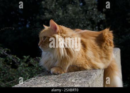 Seltene schöne flauschige Ingwer Tabby Weibchen langhaarig Stockfoto
