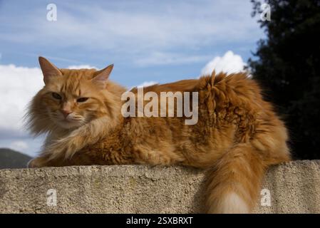 Seltene schöne flauschige Ingwer Tabby Weibchen langhaarig Stockfoto