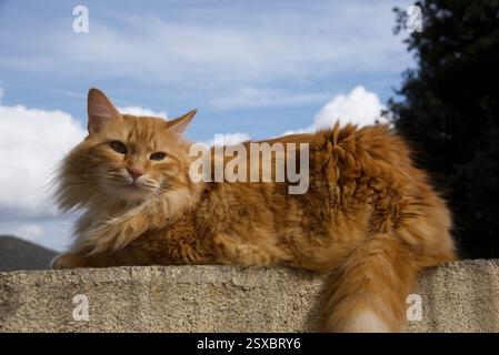 Seltene schöne flauschige Ingwer Tabby Weibchen langhaarig Stockfoto