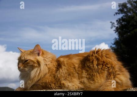 Seltene schöne flauschige Ingwer Tabby Weibchen langhaarig Stockfoto