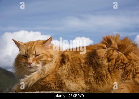 Seltene schöne flauschige Ingwer Tabby Weibchen langhaarig Stockfoto