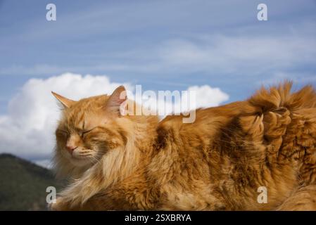 Seltene schöne flauschige Ingwer Tabby Weibchen langhaarig Stockfoto