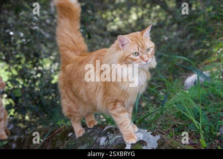 Seltene schöne flauschige Ingwer Tabby Weibchen langhaarig Stockfoto