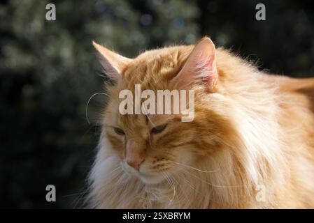 Seltene schöne flauschige Ingwer Tabby Weibchen langhaarig Stockfoto