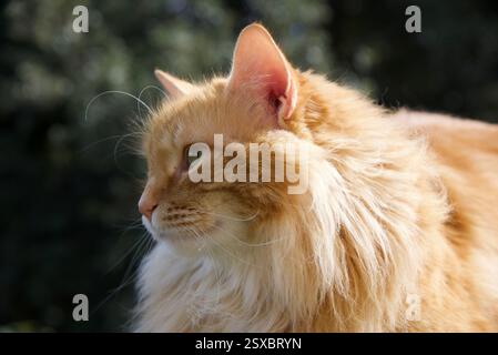 Seltene schöne flauschige Ingwer Tabby Weibchen langhaarig Stockfoto