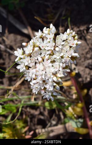 Eine Gruppe kleiner weißer Blüten mit zahlreichen Blütenblättern und winzigen dunklen Punkten in der Mitte. White Sedum (Sedumalbum) die Blumen sind in einer Gruppe gruppiert. Stockfoto