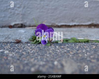 Ein einzelnes lila gehörntes Stiefmütterchen oder ein gehörntes Violett (Viola cornuta), das zwischen Beton auf einem Gehweg wächst. Bonn, Deutschland. Konzept: Resilienz, Persistenz, Stockfoto