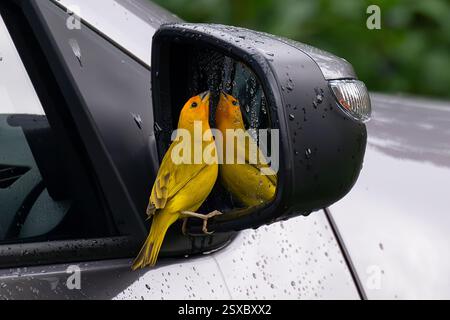 Safranfinke (Sicalis flaveola) greift seine Reflexion in einem Autospiegel in Manizales, Kolumbien an Stockfoto