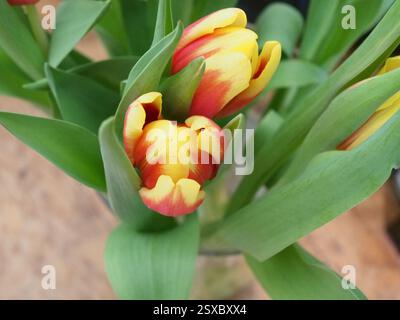 Isolierte Nahaufnahme von roten und gelben Gartentulpen (Tulipa gesneriana) oder Didier-Tulpe in einer Vase von oben gesehen. Konzept: Romantik, valentinstag, Stockfoto