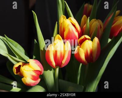 Isolierte Nahaufnahme von roten und gelben Gartentulpen (Tulipa gesneriana) oder Didier-Tulpe in einer Vase in der Sonne. Konzept: Romantik, valentinstag, Geschenk, Stockfoto