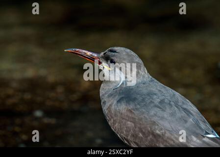 Nahaufnahme der Inkaseeschwalbe mit leuchtendem Roten Schnabel in der Natur Stockfoto