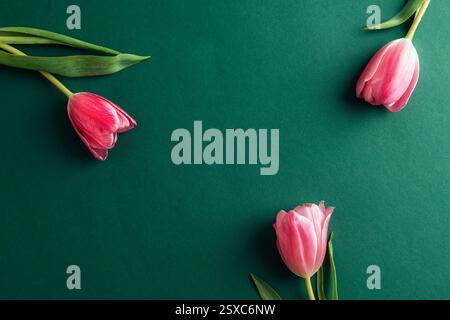 Drei pinkfarbene Tulpen mit grünen Blättern auf tiefgrünem Hintergrund. Draufsicht, flach, Kopierbereich. Stockfoto