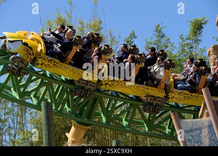 Busch Gardens Tampa 25. Februar 2025 - Gepardenjagd, der erste Drop Stockfoto