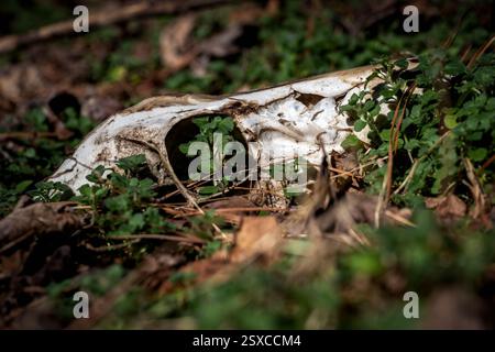 Obere Hälfte des Schädels eines Weibchens auf dem Waldboden. Raleigh, North Carolina. Stockfoto