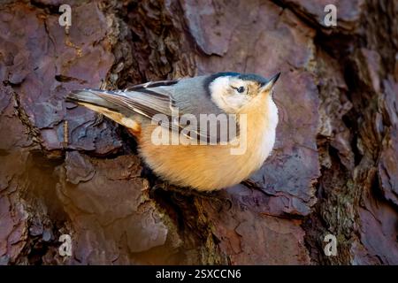 Ein Weißbrust Nuthatch blickt aus dem Stamm einer Kiefer hervor. Garner, North Carolina. Stockfoto