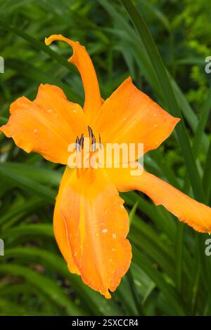 Nahaufnahme von Hemerocallis 'Primal Scream' - Taglilienblume im Sommer, Quebec, Kanada Stockfoto