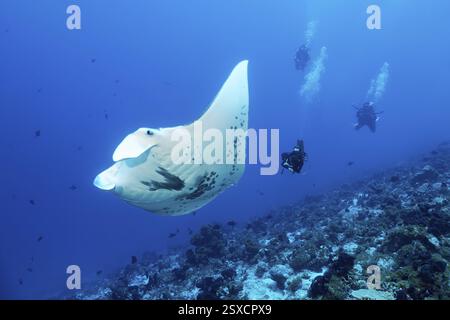 Gruppe von Tauchern, Taucher, die Riff Mantarochen (Manta alfredi) beobachten, Schwimmen über Korallenriff, Tuamotu Archipel, Französisch-Polynesien, Südpazifik, Pacif Stockfoto