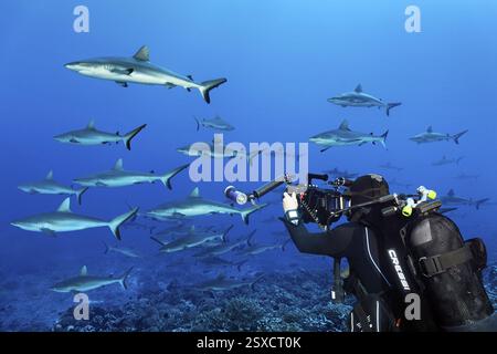 Kameramann mit professioneller Unterwasser-Videokamera RED Dragon X 6K Digital Cinema Camera in Nauticam Unterwasser mit Filmen School of Grey Reef Sha Stockfoto