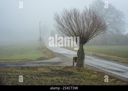 Weide (Salix) in nebeliger Landschaft im Winter in Valloesa, Ystad Gemeinde, Skane County, Schweden, Skandinavien, Europa Stockfoto