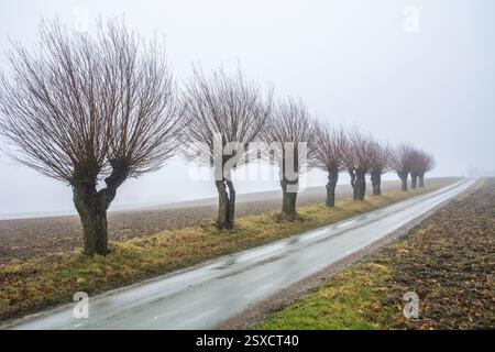 Weiden (Salix) in nebeliger Landschaft im Winter in Katsloesa, Gemeinde Skurup, Skane County, Schweden, Skandinavien, Europa Stockfoto