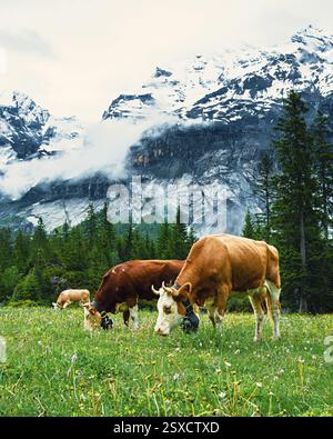 Kühe grasen auf einer malerischen grünen Wiese, umgeben von hoch aufragenden schneebedeckten Bergen, Alpenkühen, Bergen, Tieren, Kühen, Schweiz, Europa Stockfoto