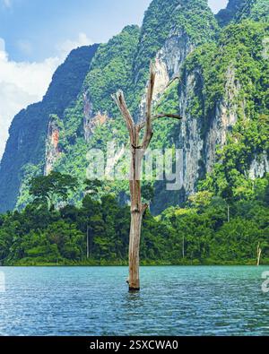 Ein einsamer Baum steht im lebendigen azurblauen Wasser und bildet einen starken Kontrast zu zerklüfteten Kalksteinklippen, dem Cheow Lan Lake, dem Khao Sok Nationalpark, Thailand, Nation Stockfoto