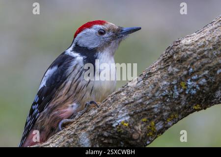 Mittelspecht (Leiopicus medius) auf einem schrägen Baumzweig ruht, Eichenwald, geschützter Wald, Schwarzwald, Deutschland, Europa Stockfoto