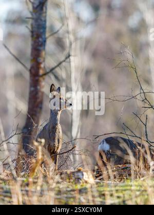 Rehe im Wald Stockfoto