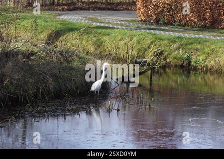 Großer Reiher (Ardea alba), der in einem Graben auf der Suche nach Beute steht. In der Nähe einer Straße im niederländischen Dorf Bergen. Winter, Februar. Niederlande Stockfoto