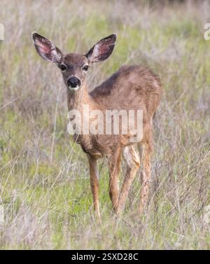 Ein einjähriger Schwarzschwanz-Hirsch im Edgewood Park and Natural Preserve in San Francisco Bay Area, Kalifornien. Stockfoto