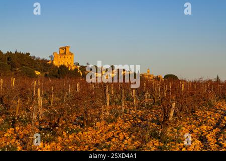 Typischer Weinberg mit Steinen in der Nähe von Chateauneuf-du-Pape, Cotes du Rhone, Frankreich Stockfoto