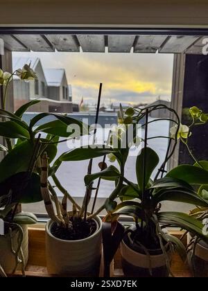 Orchideen auf einer Fensterbank mit einem verschneiten Dorf und Sonnenuntergang, Sonnenaufgang im Hintergrund. Hochwertige Fotos Stockfoto