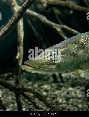 Hecht in einem Süßwasser-Aquarium Stockfoto