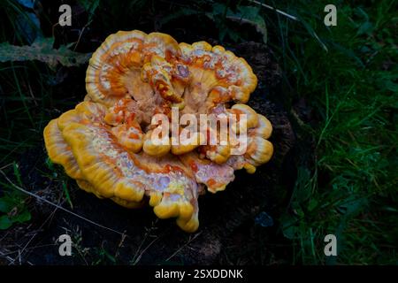Nahaufnahme von Laetiporus sulphureus-Pilzen, Huhn des Waldes oder Schwefelschelenpilz Stockfoto