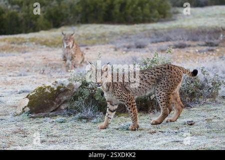 Iberischer Luchse Lynx pardinus, Jungtier, der auf frostbedecktem Boden steht, mit männlichem Erwachsenen im Hintergrund, Toledo, Spanien, Februar Stockfoto