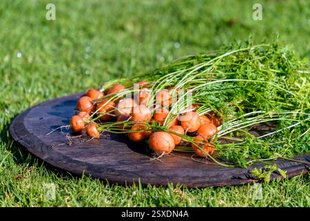Frisch geerntete, aus dem Garten gewachsene Bio-runde Karotte auf Scheunenholz mit grünem Gras im Hintergrund Stockfoto