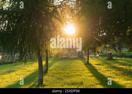 Bäume umrahmt von goldenem Sonnenuntergangslicht Stockfoto