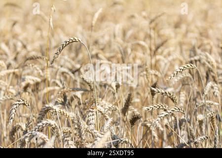 Ein riesiger goldener Weizen schwankt sanft in der Sommerbrise und zeigt seine Reife unter dem warmen Sonnenlicht an einem klaren Tag auf dem Land. Stockfoto