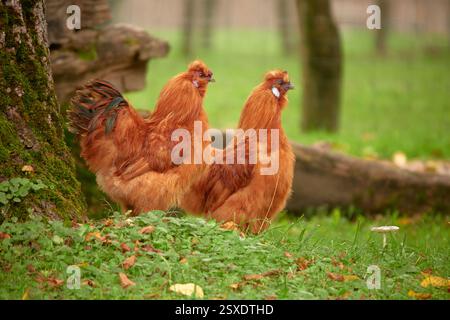 Ein goldbraunes Seidenhuhnpaar steht auf einer grünen Wiese zwischen Bäumen – ihr flauschiges Gefieder hebt sich weich vom natürlichen Umfeld ab. Stockfoto