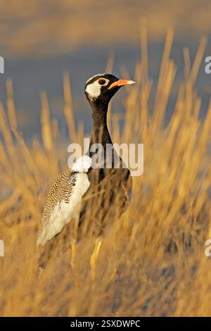 Ein männlicher schwarzer Korhaan (Afrotis afraoides), der in einem natürlichen Lebensraum in der Kalahari-Wüste in Südafrika steht Stockfoto