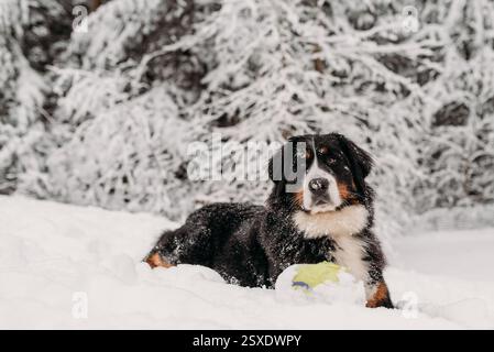 Berner Sennenhund liegt im Schnee mit einem Spielzeug in einem verschneiten Wald. Stockfoto