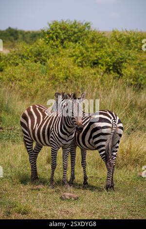 Ein Paar Zebras im kenianischen Masai Mara National Reserve. Stockfoto