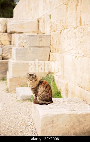Flauschige Katze, die auf alten Steinruinen an der Akropolis in Athen sitzt Stockfoto