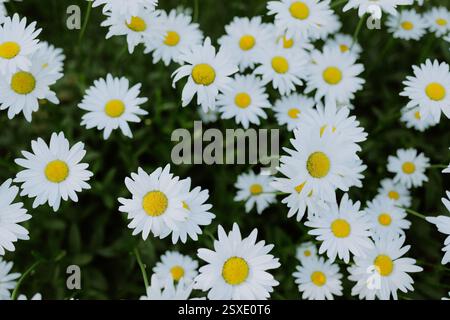 Eine lebhafte Ansammlung weißer Gänseblümchen mit gelben Blüten Stockfoto