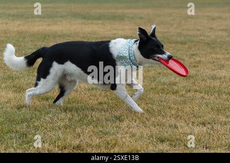Border Collie mit roter Scheibe Stockfoto